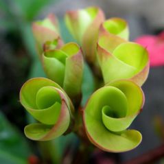 Twist-Euphorbia